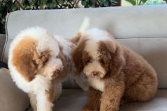 rainy-labradoodle-male-mini-size-3-months-red-white-particolour-vaccinated-potty-crate-trained-13