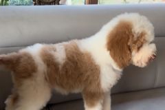 rainy-labradoodle-male-mini-size-3-months-red-white-particolour-vaccinated-potty-crate-trained-14