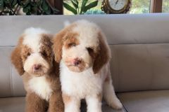 rainy-labradoodle-male-mini-size-3-months-red-white-particolour-vaccinated-potty-crate-trained-15