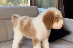 rainy-labradoodle-male-mini-size-3-months-red-white-particolour-vaccinated-potty-crate-trained-16