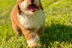 rainy-labradoodle-male-mini-size-3-months-red-white-particolour-vaccinated-potty-crate-trained-2