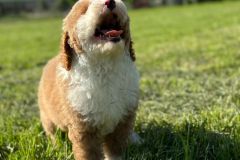 rainy-labradoodle-male-mini-size-3-months-red-white-particolour-vaccinated-potty-crate-trained-3