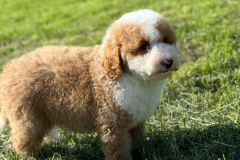 rainy-labradoodle-male-mini-size-3-months-red-white-particolour-vaccinated-potty-crate-trained-4