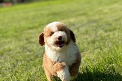 rainy-labradoodle-male-mini-size-3-months-red-white-particolour-vaccinated-potty-crate-trained-5