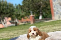rainy-labradoodle-male-mini-size-3-months-red-white-particolour-vaccinated-potty-crate-trained-6