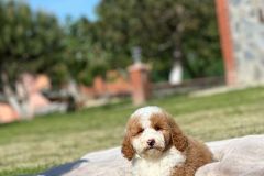 rainy-labradoodle-male-mini-size-3-months-red-white-particolour-vaccinated-potty-crate-trained-7