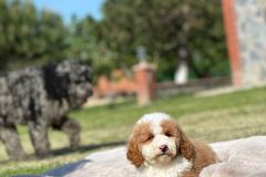 rainy-labradoodle-male-mini-size-3-months-red-white-particolour-vaccinated-potty-crate-trained-8