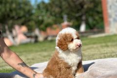 rainy-labradoodle-male-mini-size-3-months-red-white-particolour-vaccinated-potty-crate-trained-9