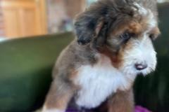 ricky-bernedoodle-male-standard-size-3-months-merle-tricolour-vaccinated-potty-crate-trained-10
