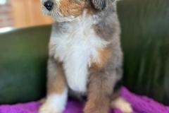 ricky-bernedoodle-male-standard-size-3-months-merle-tricolour-vaccinated-potty-crate-trained-11