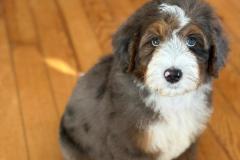 ricky-bernedoodle-male-standard-size-3-months-merle-tricolour-vaccinated-potty-crate-trained-2