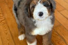 ricky-bernedoodle-male-standard-size-3-months-merle-tricolour-vaccinated-potty-crate-trained-3