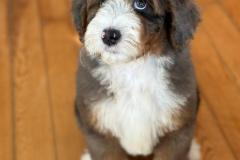 ricky-bernedoodle-male-standard-size-3-months-merle-tricolour-vaccinated-potty-crate-trained-4