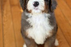 ricky-bernedoodle-male-standard-size-3-months-merle-tricolour-vaccinated-potty-crate-trained-5