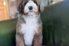 ricky-bernedoodle-male-standard-size-3-months-merle-tricolour-vaccinated-potty-crate-trained-6