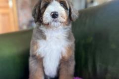 ricky-bernedoodle-male-standard-size-3-months-merle-tricolour-vaccinated-potty-crate-trained-7