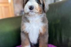 ricky-bernedoodle-male-standard-size-3-months-merle-tricolour-vaccinated-potty-crate-trained-8