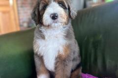 ricky-bernedoodle-male-standard-size-3-months-merle-tricolour-vaccinated-potty-crate-trained-9