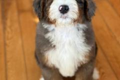 ricky-bernedoodle-male-standard-size-3-months-merle-tricolour-vaccinated-potty-crate-trained