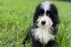 samson-bernedoodle-male-standard-size-3-months-black-white-bicolour-vaccinated-potty-crate-trained-2