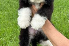 samson-bernedoodle-male-standard-size-3-months-black-white-bicolour-vaccinated-potty-crate-trained-3