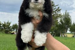 samson-bernedoodle-male-standard-size-3-months-black-white-bicolour-vaccinated-potty-crate-trained-4