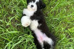 samson-bernedoodle-male-standard-size-3-months-black-white-bicolour-vaccinated-potty-crate-trained-5
