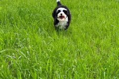 samson-bernedoodle-male-standard-size-3-months-black-white-bicolour-vaccinated-potty-crate-trained-6