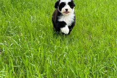 samson-bernedoodle-male-standard-size-3-months-black-white-bicolour-vaccinated-potty-crate-trained-7