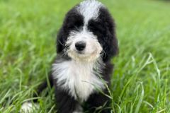 samson-bernedoodle-male-standard-size-3-months-black-white-bicolour-vaccinated-potty-crate-trained-8