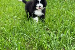 samson-bernedoodle-male-standard-size-3-months-black-white-bicolour-vaccinated-potty-crate-trained-9