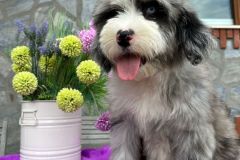 sandra-aussiedoodle-female-standard-size-4-months-blue-merle-with-white-marks-one-eye-blue-fully-vaccinated-fully-trained-10