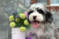 sandra-aussiedoodle-female-standard-size-4-months-blue-merle-with-white-marks-one-eye-blue-fully-vaccinated-fully-trained-11