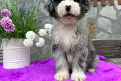 sandra-aussiedoodle-female-standard-size-4-months-blue-merle-with-white-marks-one-eye-blue-fully-vaccinated-fully-trained-2