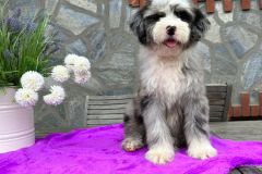 sandra-aussiedoodle-female-standard-size-4-months-blue-merle-with-white-marks-one-eye-blue-fully-vaccinated-fully-trained-4