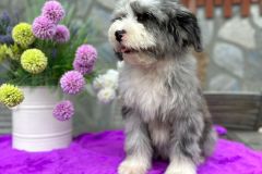 sandra-aussiedoodle-female-standard-size-4-months-blue-merle-with-white-marks-one-eye-blue-fully-vaccinated-fully-trained-5