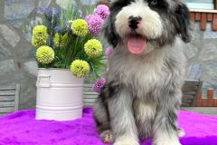 sandra-aussiedoodle-female-standard-size-4-months-blue-merle-with-white-marks-one-eye-blue-fully-vaccinated-fully-trained-6