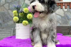 sandra-aussiedoodle-female-standard-size-4-months-blue-merle-with-white-marks-one-eye-blue-fully-vaccinated-fully-trained-7