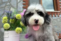 sandra-aussiedoodle-female-standard-size-4-months-blue-merle-with-white-marks-one-eye-blue-fully-vaccinated-fully-trained-8