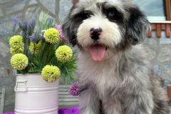 sandra-aussiedoodle-female-standard-size-4-months-blue-merle-with-white-marks-one-eye-blue-fully-vaccinated-fully-trained-9