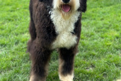simba-bernedoodle-male-standard-size-10-months-classic-tricolour-vaccinated-fully-trained-2