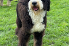 simba-bernedoodle-male-standard-size-10-months-classic-tricolour-vaccinated-fully-trained-3
