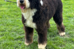 simba-bernedoodle-male-standard-size-10-months-classic-tricolour-vaccinated-fully-trained