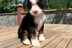 tina-bernedoodle-female-standard-size-2.5-months-classic-tricolour-vaccinated-potty-crate-trained-10