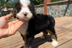 tina-bernedoodle-female-standard-size-2.5-months-classic-tricolour-vaccinated-potty-crate-trained-11