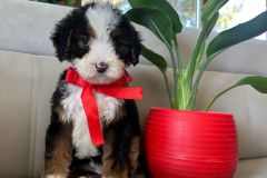 tina-bernedoodle-female-standard-size-2.5-months-classic-tricolour-vaccinated-potty-crate-trained-2