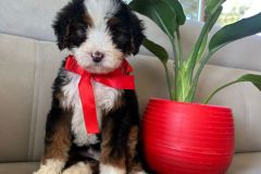 tina-bernedoodle-female-standard-size-2.5-months-classic-tricolour-vaccinated-potty-crate-trained-3