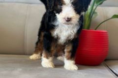 tina-bernedoodle-female-standard-size-2.5-months-classic-tricolour-vaccinated-potty-crate-trained-5