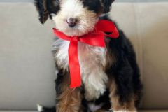 tina-bernedoodle-female-standard-size-2.5-months-classic-tricolour-vaccinated-potty-crate-trained-6