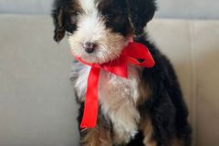tina-bernedoodle-female-standard-size-2.5-months-classic-tricolour-vaccinated-potty-crate-trained-7